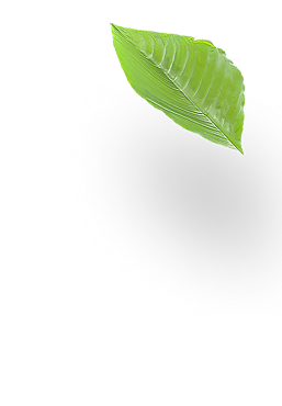 incididunt